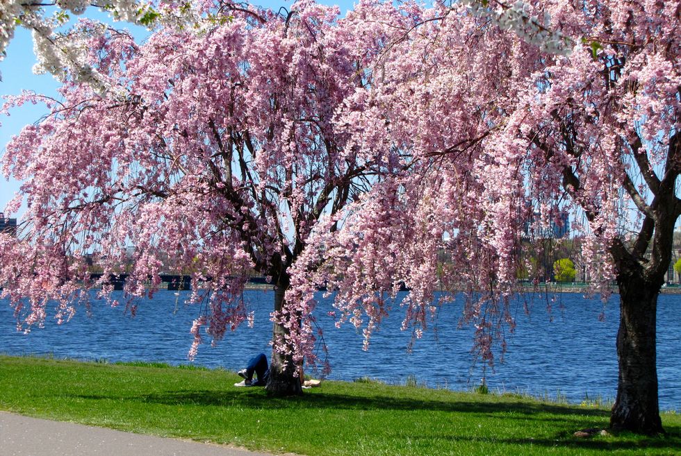 Charles River, Boston, MA, wiosna, kwiaty wiśni