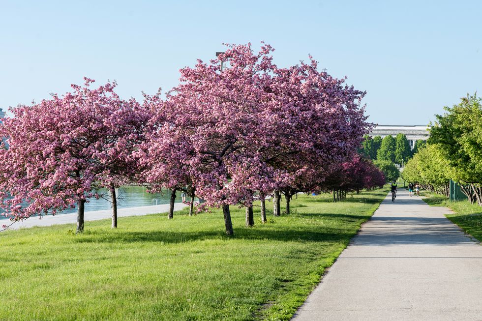 kwitnąca sakura w Millennium Park w Chicago
