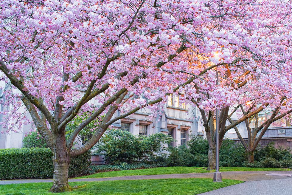 kwiaty wiśni na uniwersytecie w waszyngtonie