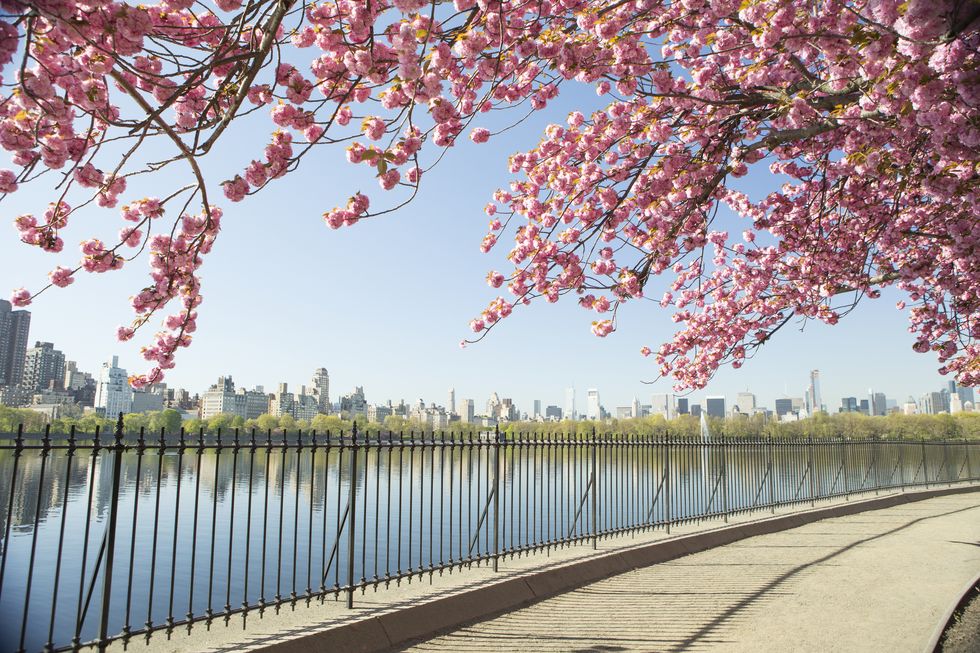 kwiaty wiśni i panoramę Nowego Jorku z Central Parku