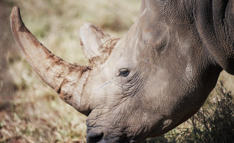 Strach o nosorożce, gdy kłusownicy zabijają 500 w Republice Południowej Afryki