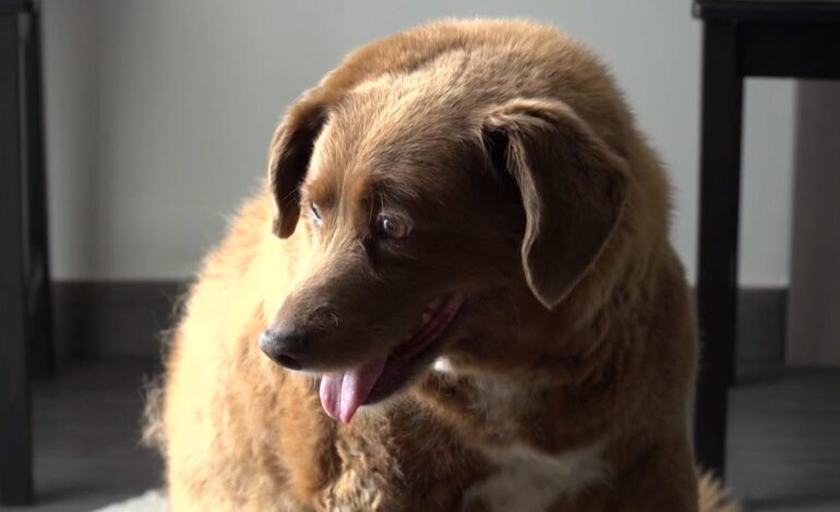 Księga Rekordów Guinnessa odebrała tytuł „najstarszemu psu świata” Bobiemu