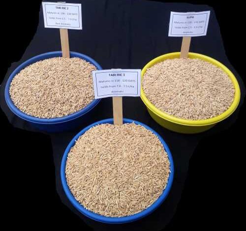 Badanie identyfikuje elitarną pulę genotypów ryżu tolerujących zasolenie, których zadaniem jest zwiększenie korzyści genetycznych