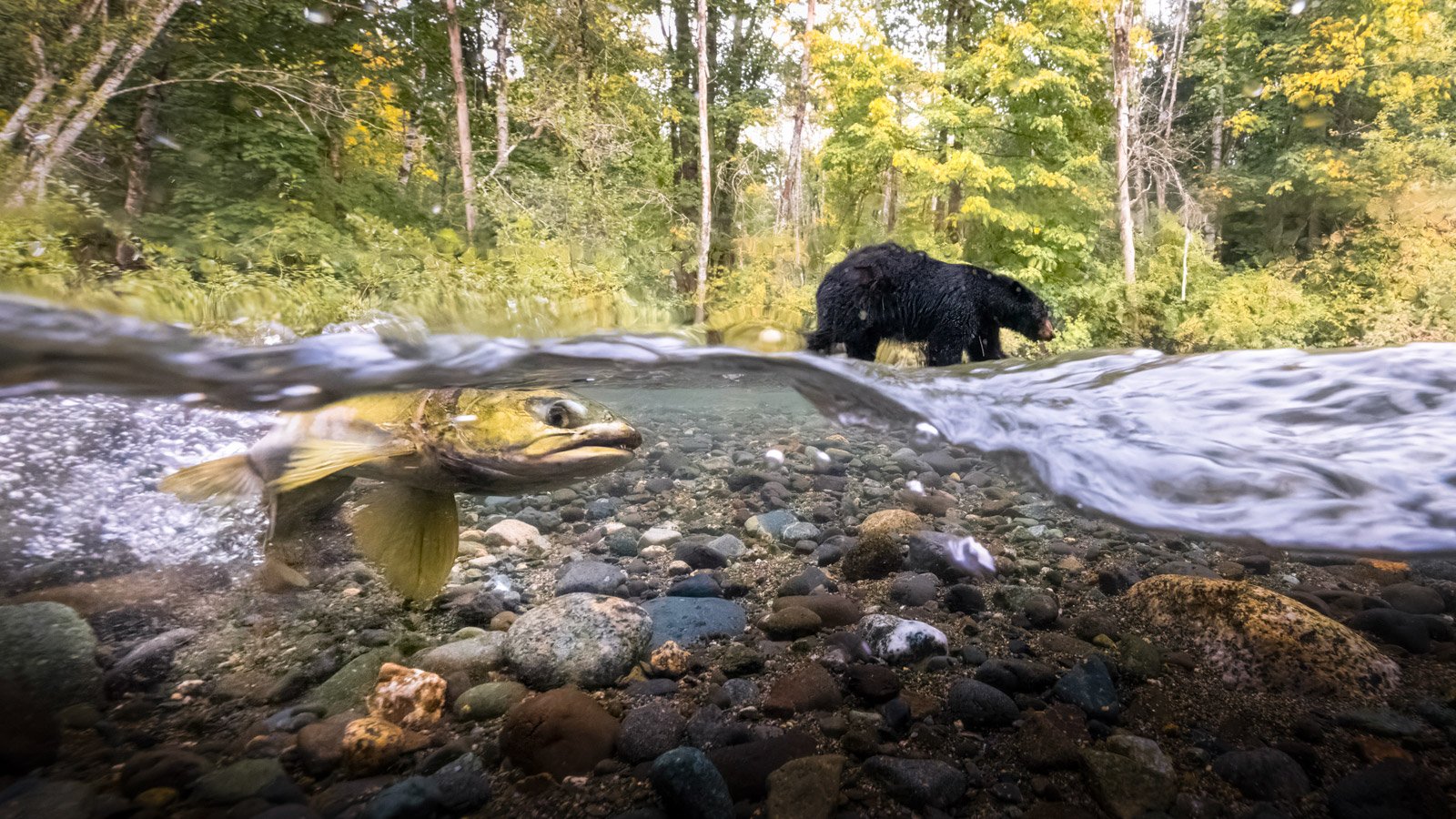 Niedźwiedź i łosoś w konkursie Kanadyjskie Zdjęcia Roku 2023