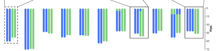 Niebieskie i zielone linie graficzne przedstawiające cztery z każdego chromosomu