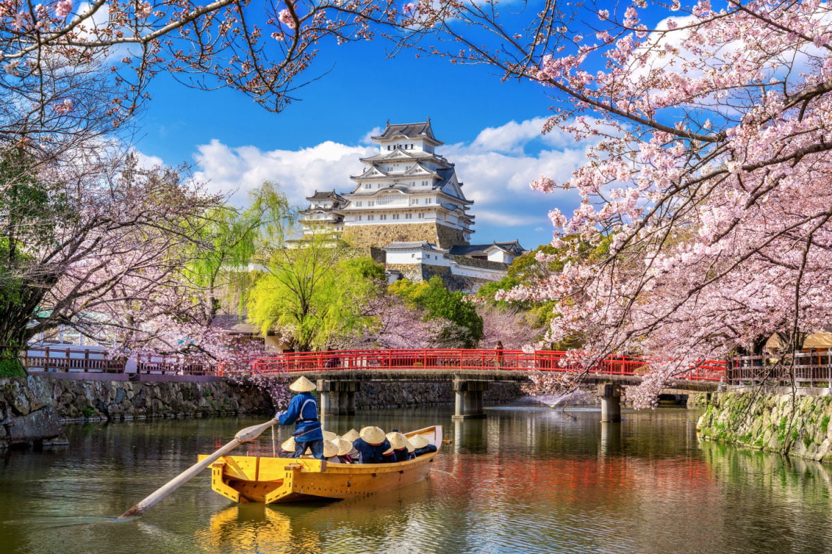 kwiaty wiśni i zamek w Japonii