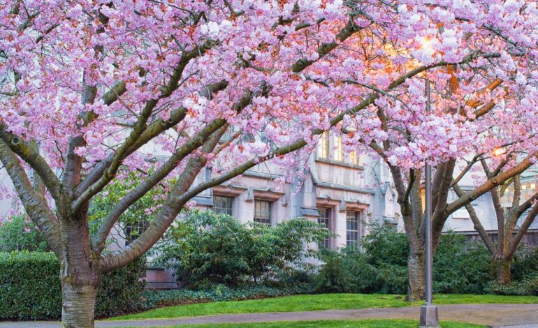 30 najlepszych miejsc, w których można zobaczyć kwiaty wiśni w Stanach Zjednoczonych