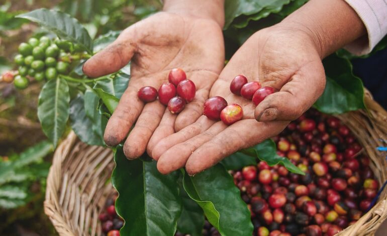Od zbioru do filiżanki – nowa mapa genetyczna może sprawić, że Twoja poranna kawa będzie bardziej odporna na zmiany klimatyczne