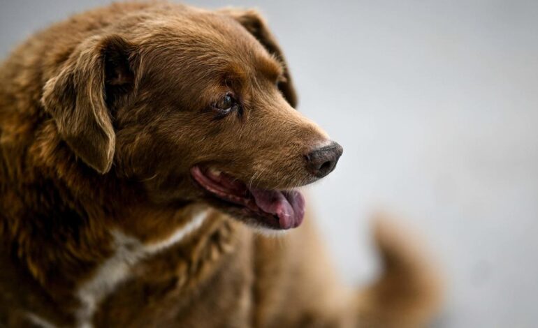Bobi traci tytuł najstarszego psa świata w wyniku śledztwa Guinnessa