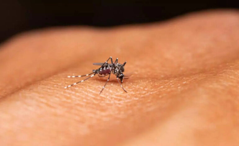 Ostrzeżenie przed komarami w Azji: Ostrzeżenie przed komarami dengi i malarii wydane dla podróżnych udających się do Azji |  Wiadomości zdrowotne