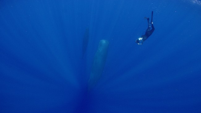 Cristina Mittermeier fotografuje wieloryba pilotowego.  (National Geographic)