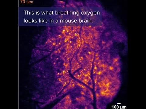 NOWOŚĆ #badania wykorzystują białko powiązane z blaskiem świetlika, aby zobaczyć #tlen w #mózgu.  #nauka