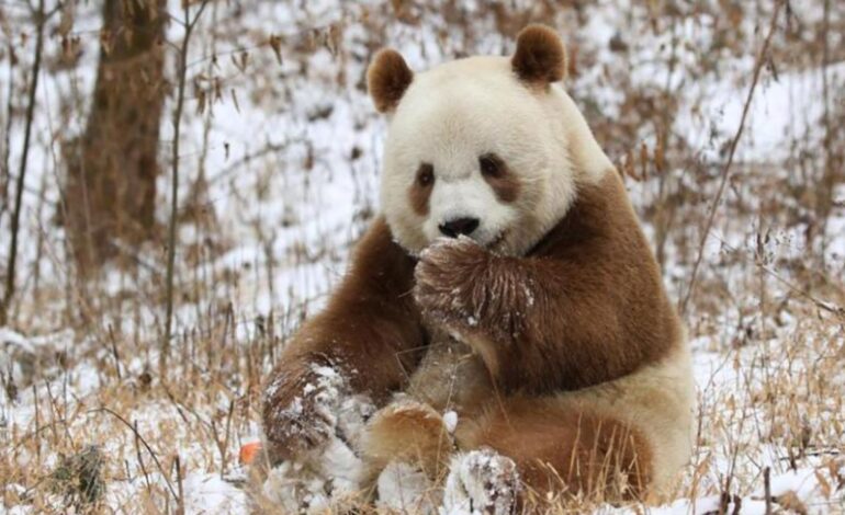 „Nowe odkrycie”: chińscy naukowcy odkrywają tajemnicę genetyczną pand brunatnych