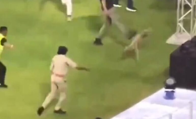 Pies „goniony, kopany i uderzany” podczas meczu GT vs MI IPL – incydent spotyka się z ostrą krytyką ze strony aktywistów