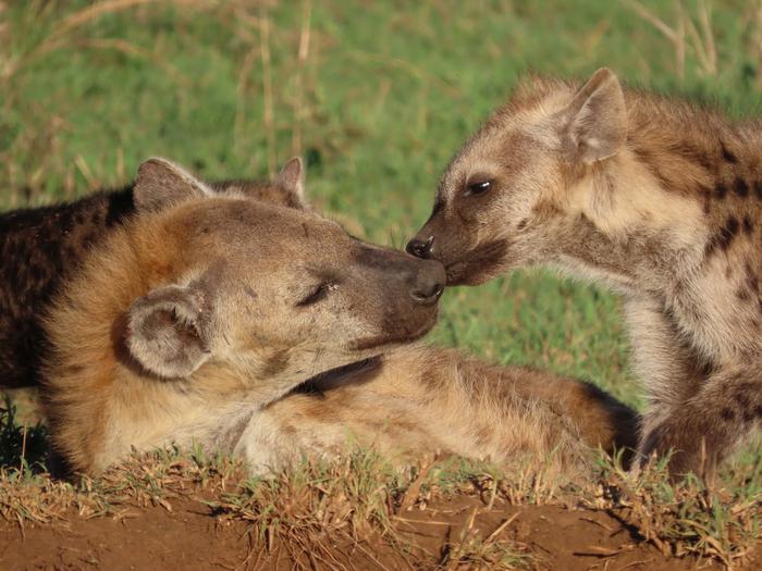 Hieny cętkowane w Tanzanii