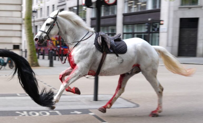 Konie londyńskie – na żywo: Uciekające konie w poważnym stanie, ale wciąż żywe – mówi minister