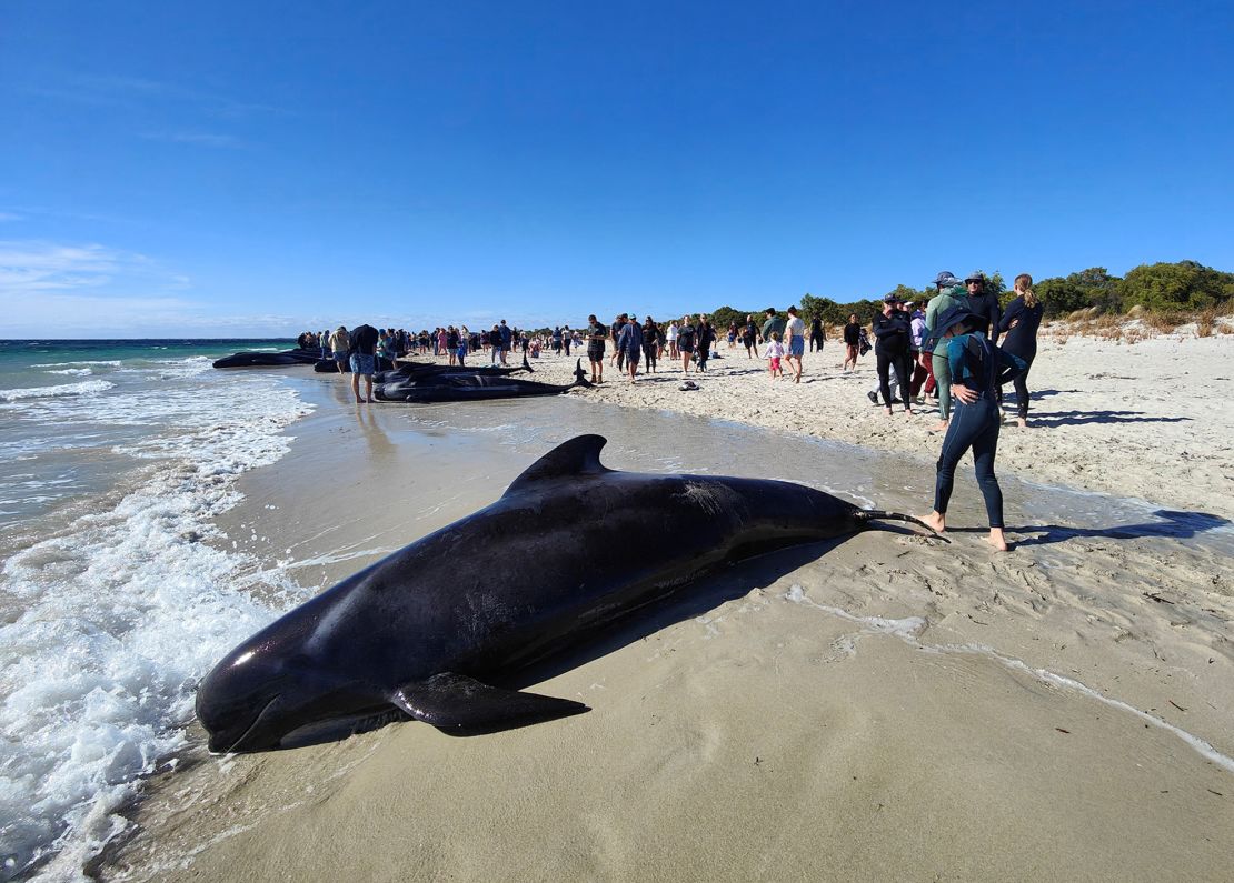 Ludzie spacerują w pobliżu wielorybów, które utknęły na plaży w Toby's Inlet w Dunsborough w Australii.