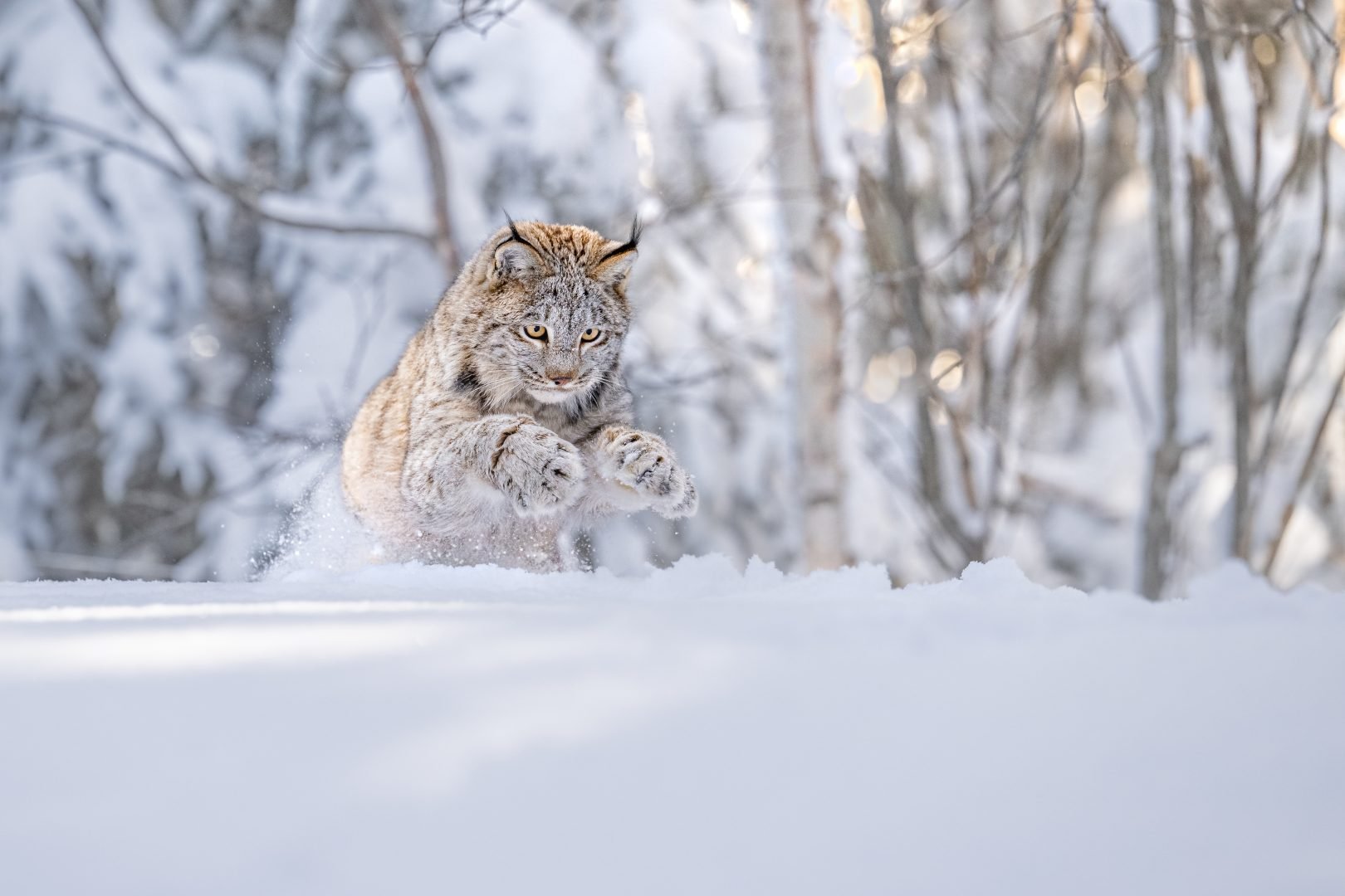 SREBRO©Thomas Vijayan_Lynx Pounce