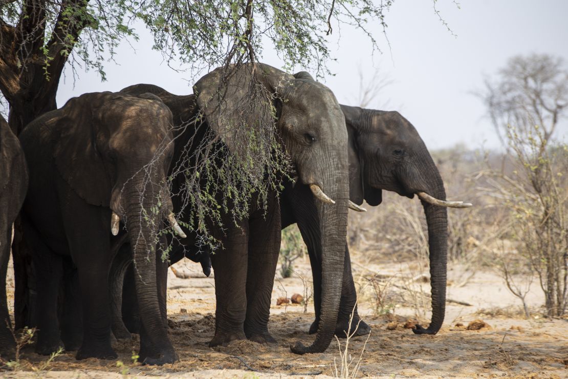 BOTSWANA – 13 PAŹDZIERNIKA: Słonie w dorzeczu Makgadikgadi w Botswanie, 13 października 2023 r. Botswana, kraj śródlądowy w Afryce Południowej, ma krajobraz zdefiniowany przez pustynię Kalahari i deltę Okavango, która podczas sezonowe powodzie.  Ogromny rezerwat przyrody Central Kalahari ze skamieniałymi dolinami rzek i pofałdowanymi łąkami jest domem dla wielu zwierząt, w tym żyraf, gepardów, hien i dzikich psów.  (Zdjęcie: Murat Ozgur Guvendik/Anadolu za pośrednictwem Getty Images)