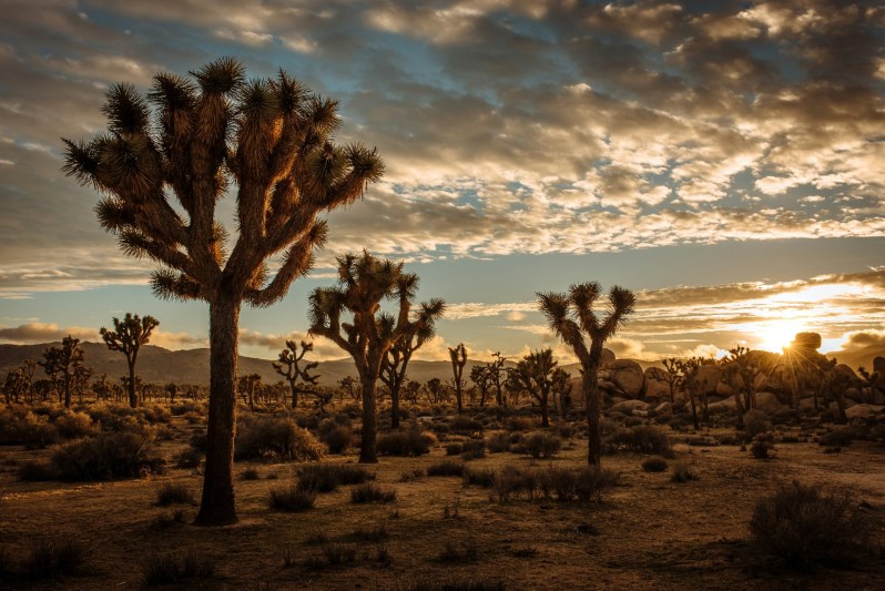 Zachód słońca nad Parkiem Narodowym Joshua Tree