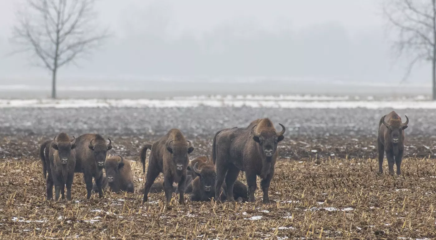 Puszcza Białowieska