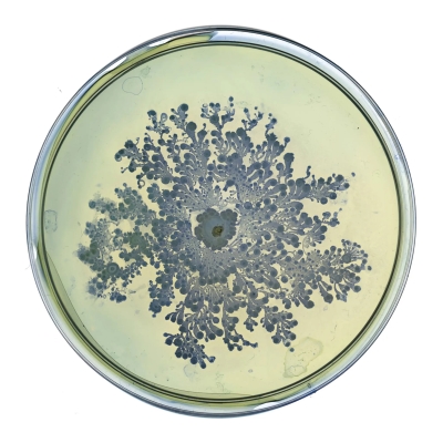 Mikrobiom pod mikroskopem