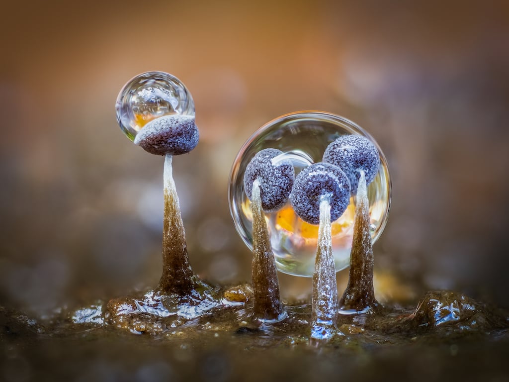 Fotograf Roku w makrofotografii Wyzwanie wodne Barry Webb