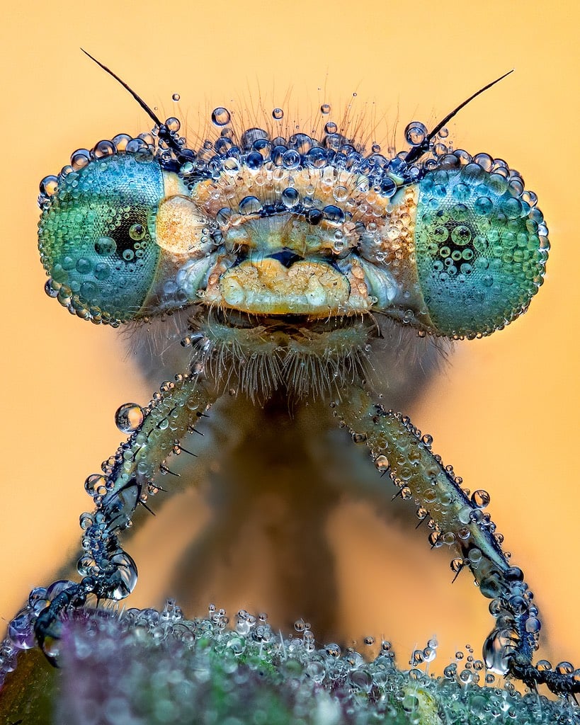 Fotograf Roku w makrofotografii Wyzwanie wodne Pete Burford