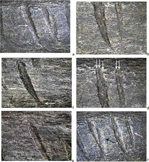 Niektóre z wyrzeźbionych części kości wykazują ślady wielokrotnego nacinania przez neandertalczyka (Journal of Archaeological Science)