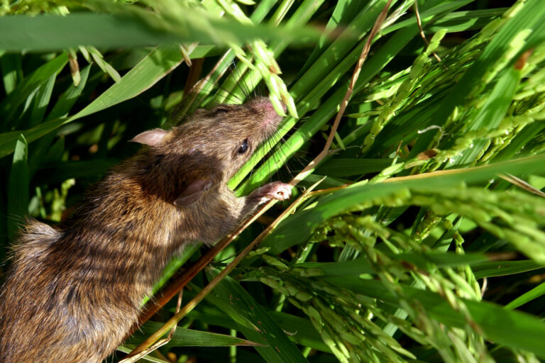 Szczur polny atakujący pole ryżowe.  Zdjęcie: Międzynarodowy Instytut Badań nad Ryżem (IRRI)/Flickr.