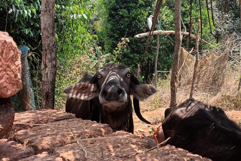 Wpływ intensyfikacji hodowli zwierząt na wsiach graniczących z lasami potęguje rosnąca populacja gryzoni wynikająca ze zmian w użytkowaniu gruntów.  Zdjęcie: Arathi Menon/Mongabay.