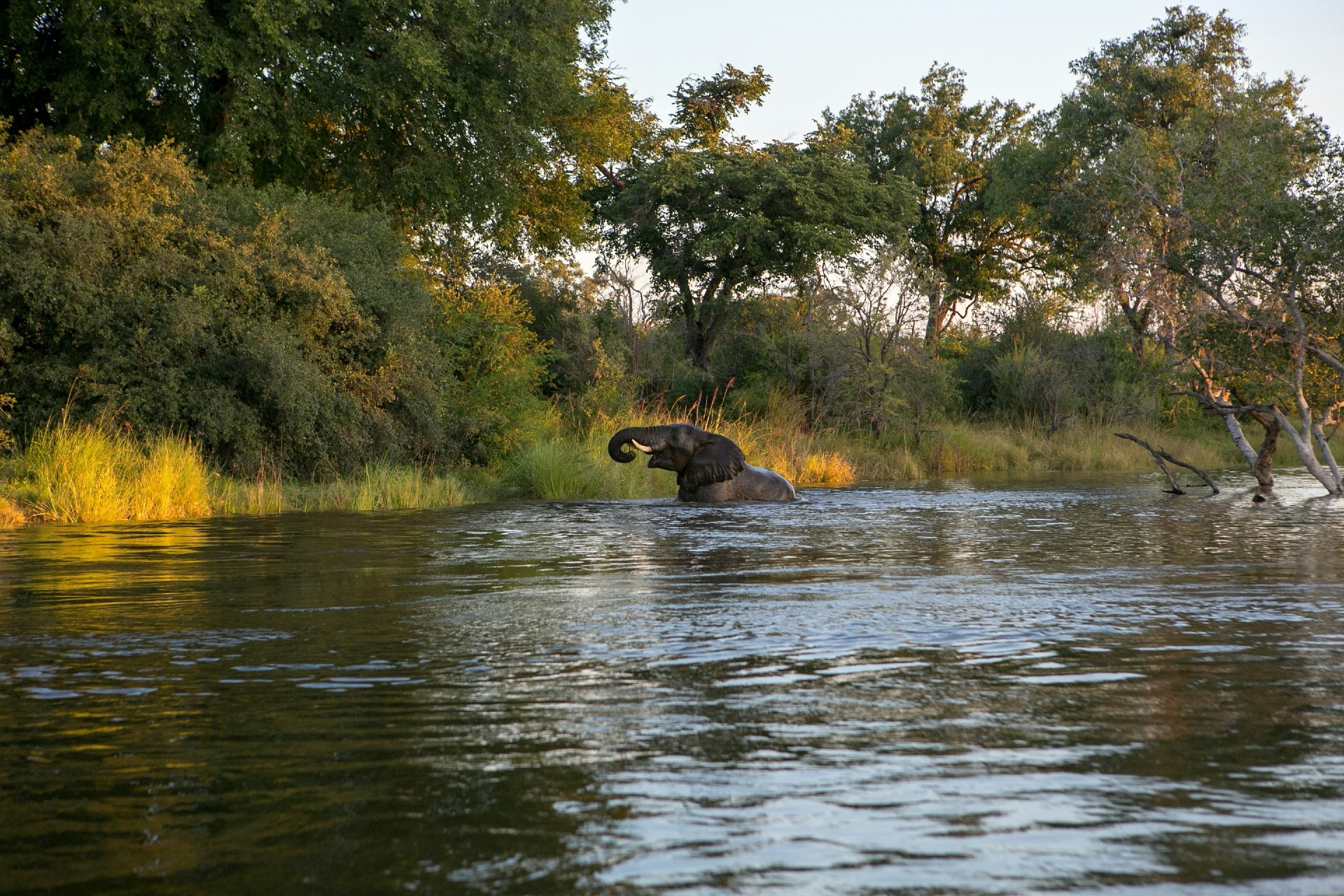 Słoń bawiący się w rzece w Zambii