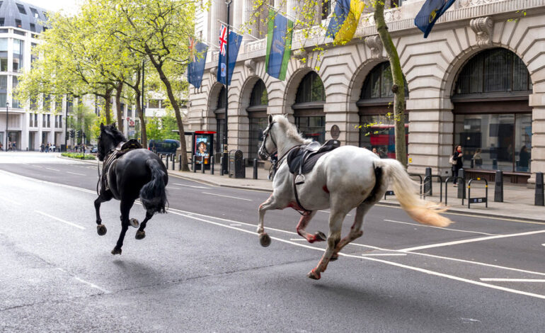 Konie biegają luźno po centrum Londynu w surrealistycznym spektaklu