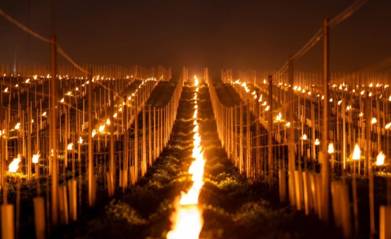 Polskie sady i winnice rozpalają ogniska, aby ogrzać plony w obliczu nagłego ochłodzenia