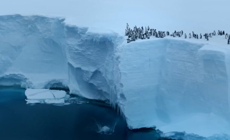 Małe pingwiny cesarskie odważnie skaczą z lodowego klifu Antarktyki: obejrzyj
