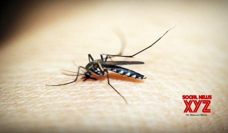 „Malaria podczas ciąży zwiększa ryzyko neurologiczne u dzieci”