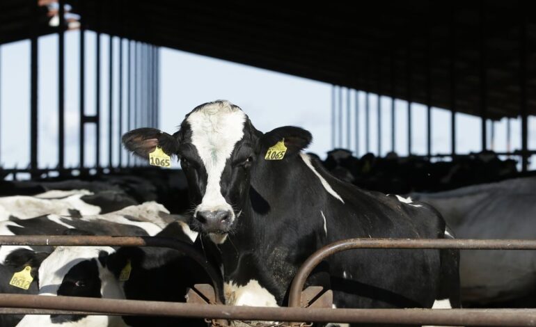 Dlaczego krowy są testowane i śledzone?  – Pierwszy post