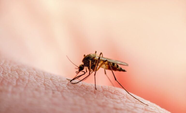Badania przedkliniczne pokazują, że innowacyjny prolek na malarię działa na wątrobę, zwiększa skuteczność i jednocześnie zmniejsza toksyczność