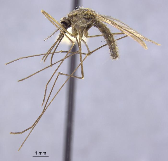 Archiwalny komar