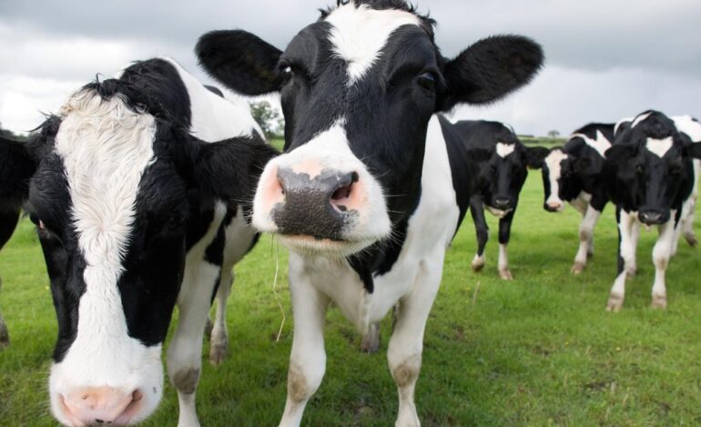 Co się dzieje z krowami mlecznymi i ptasią grypą?