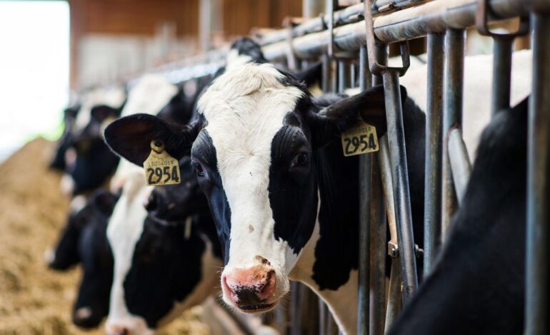 Rozprzestrzenianie się ptasiej grypy: Przemysł mleczarski i mięsny nie chce, abyś myślał, że krowy mają ptasią grypę