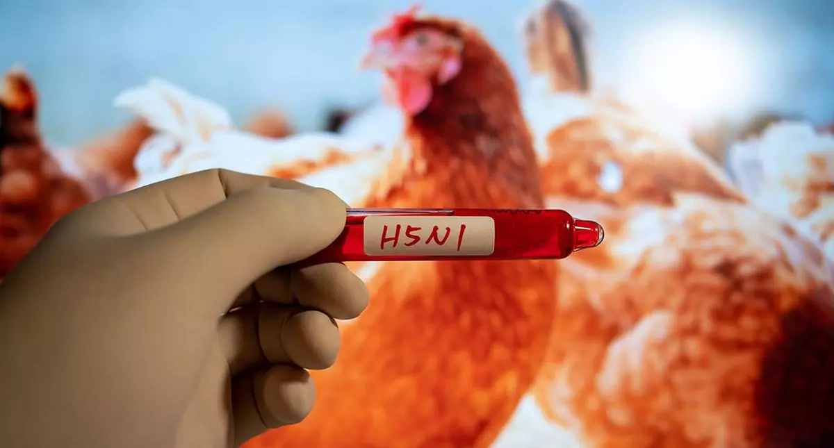 Ministerstwo Zdrowia monitoruje przypadki ptasiej grypy, „sytuacja pod kontrolą”