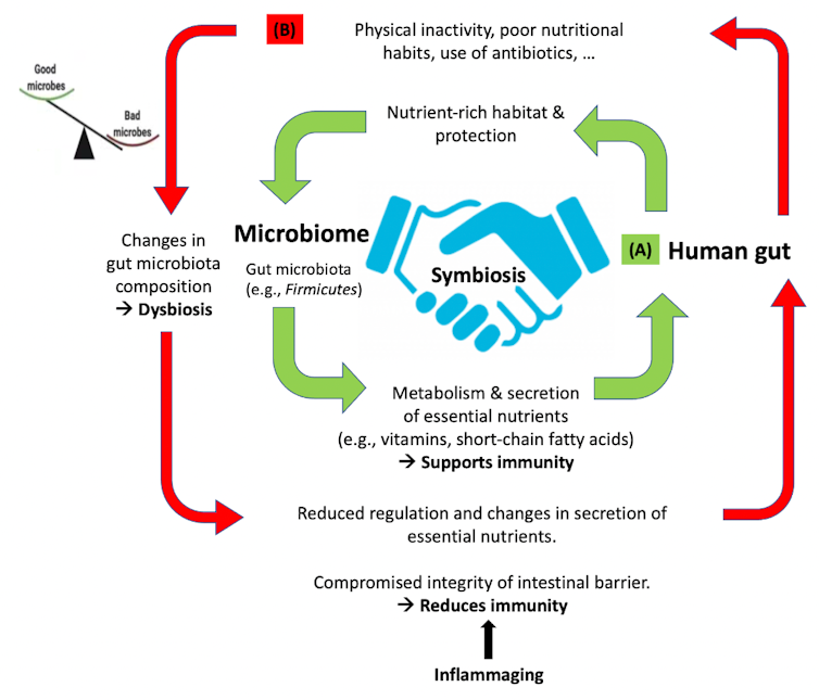 Schemat interakcji między jelitami człowieka i mikroflorą