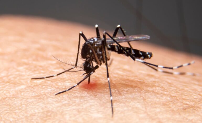 5 różnic między malarią a dengą