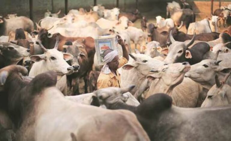 Wieloinstytucjonalny zespół tropi wirusa odpowiedzialnego za indyjską chorobę bydła grudkowatą skórą