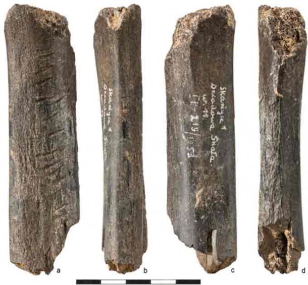 Ślady pozostawione na rzeźbionej kości przez neandertalczyka są widoczne gołym okiem (Journal of Archaeological Science)