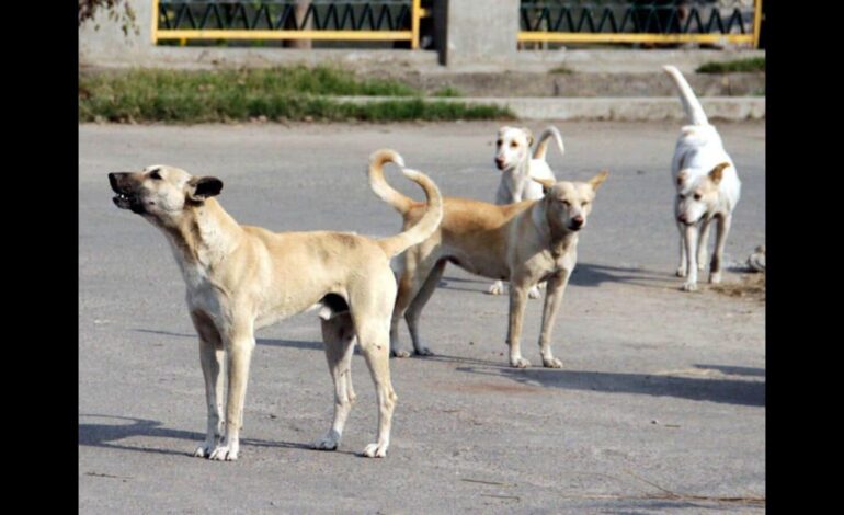 PMC zaszczepi 1,80 lakh psów w ramach kampanii wolnej od wścieklizny