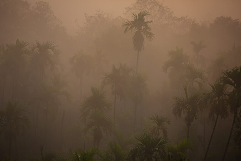 Plantacja Arecanut otoczona płatami lasów w Shivamogga w stanie Karnataka.  Zdjęcie: Abhishek N. Chinnappa/Mongabay.