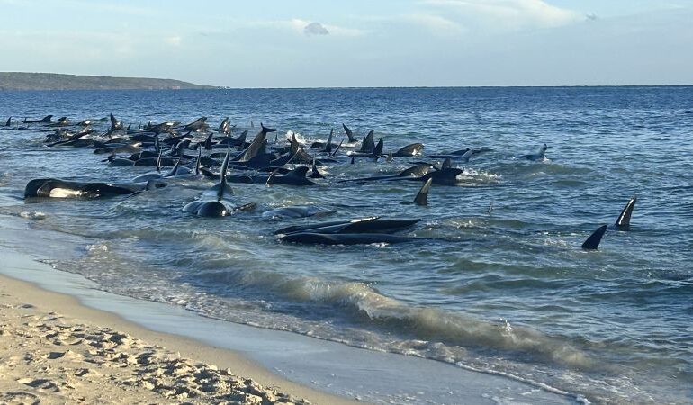 130 wielorybów uratowano z masowego wyrzucenia na brzeg w Australii Zachodniej