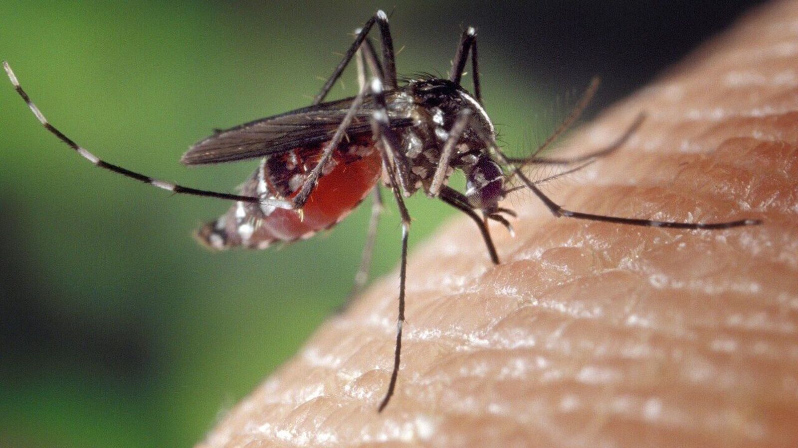 W miarę ocieplania się planety rozprzestrzenia się choroba przenoszona przez komary